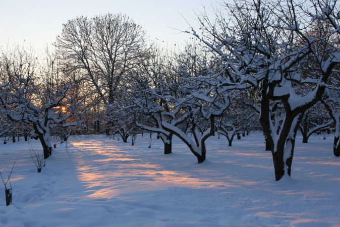 Старый сад зимой