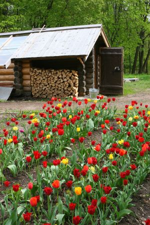 Тюльпаны